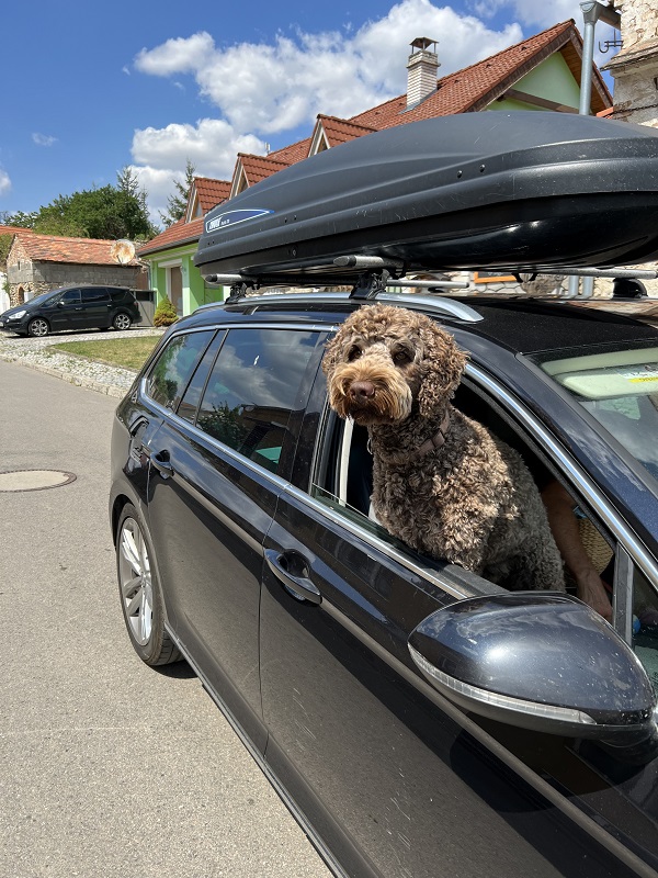 Hund ser ut av bilvindu på solfylt dag, klar for bilferie.